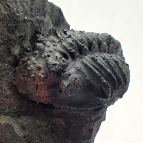 Malvinella buddeae-Devonian-Bolivia